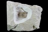 Kettneraspis Trilobite - Black Cat Mountain, Oklahoma #97658-2